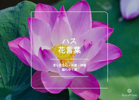 蓮花風水|蓮（ハス）の花言葉と風水効果 ｜ 花言葉・誕生 